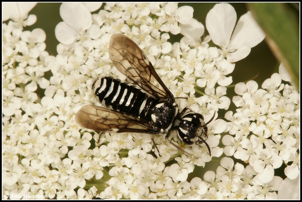 Symphyta d''Israele